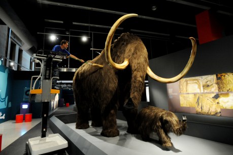 Humans accelerated extinction of mammoths