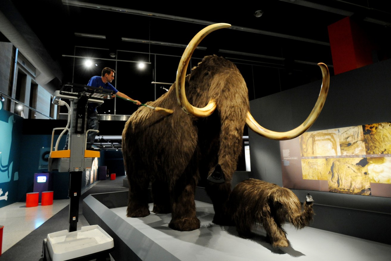 Researchers have found humans fast tracked the woolly mammoth's extinction.