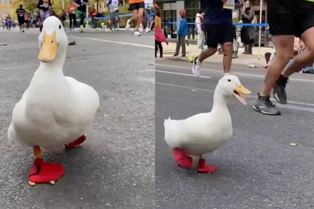 This week’s top videos are certain to quack you up