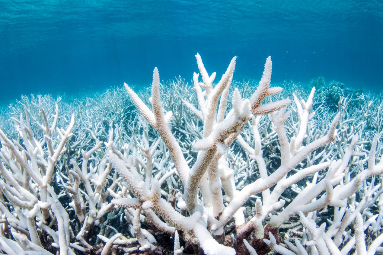 Great Barrier Reef coral cover was increasing before a bleaching event last summer.