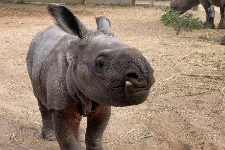 Vulnerable one-horned Rhino calf born at NSW zoo
