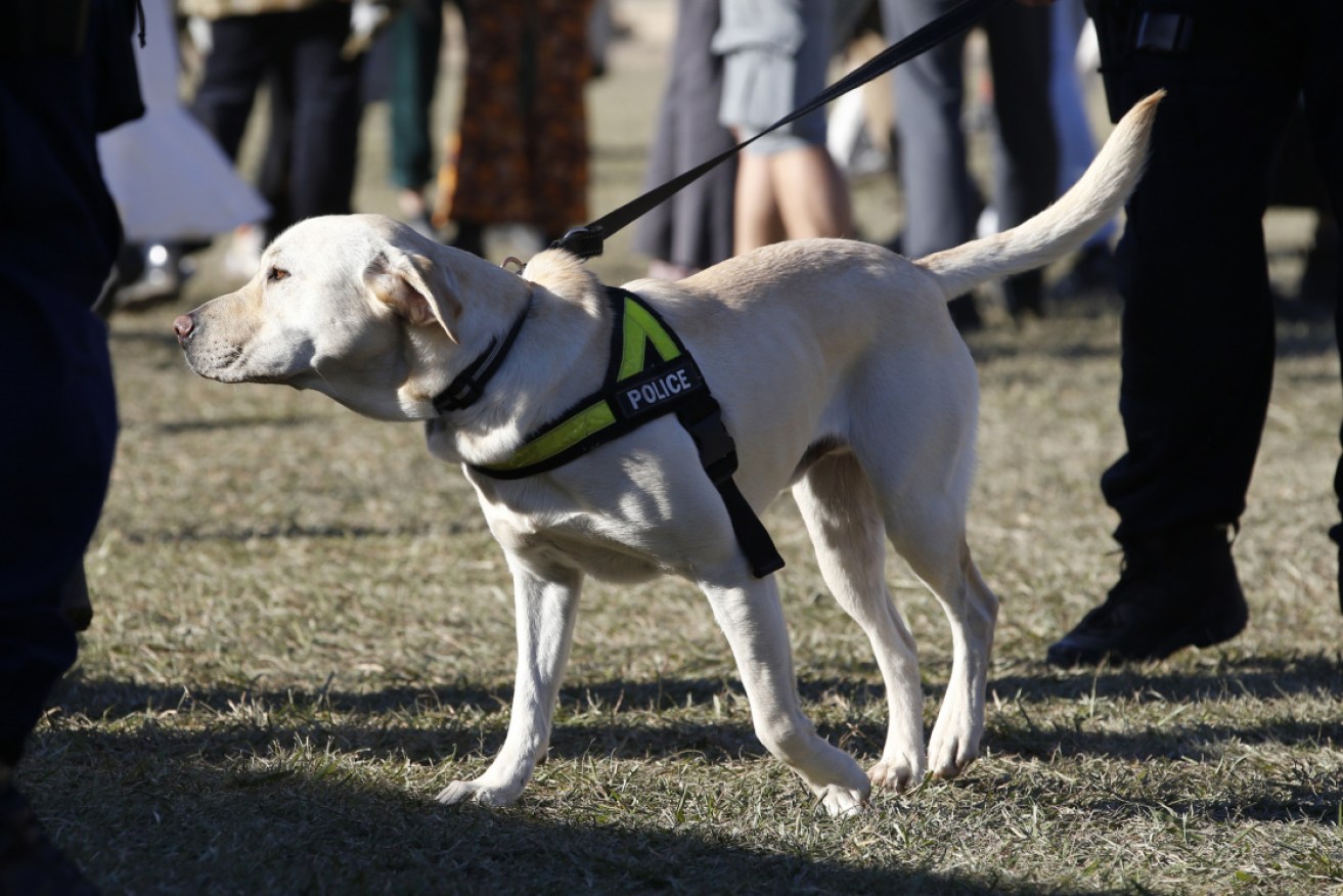 Drug users and dealers kept NSW police and their sniffer dogs busy over the weekend.