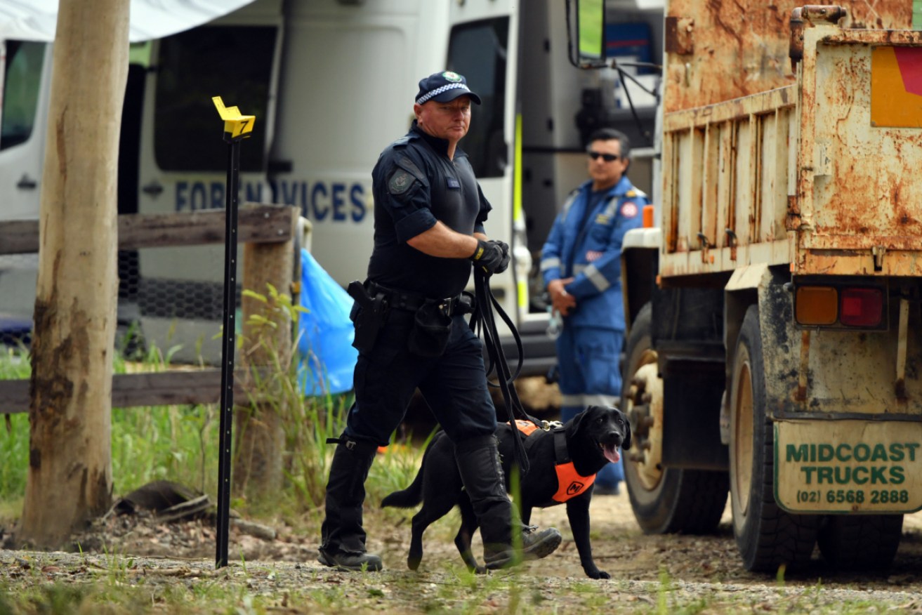 A police cadaver dog in bush a kilometre from the former home of William Tyrrell’s foster grandmother in Kendall on Wednesday.