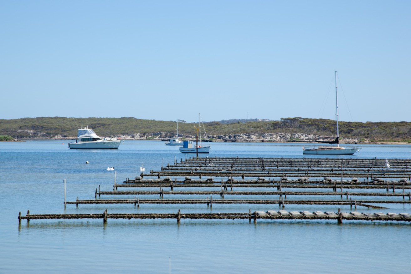 A ban has been slapped on oysters leaving South Australia's Coffin Bay after the worrying spike in gastro cases.