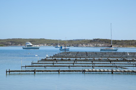 Oyster farms closed after worrying gastro outbreak