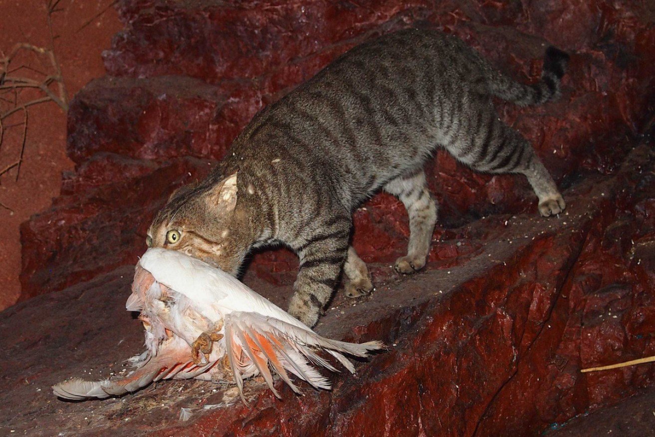 Scorched areas after bushfires allow feral cats to devastate native wildlife that survive blazes.