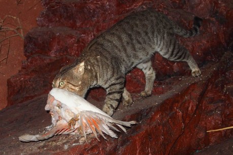CSIRO fears new wave of extinctions due to ferals