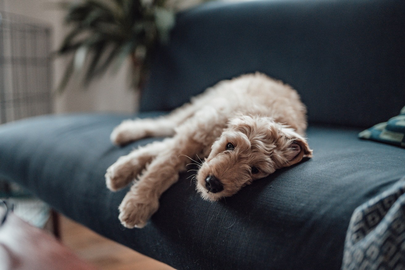 For pandemic puppies, being home alone might be completely new to them. 