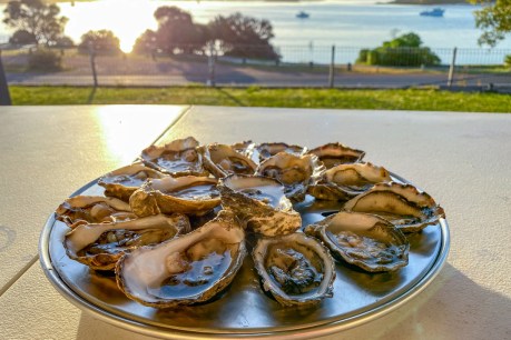 Oyster recall may sink businesses, Coffin Bay farmers fear