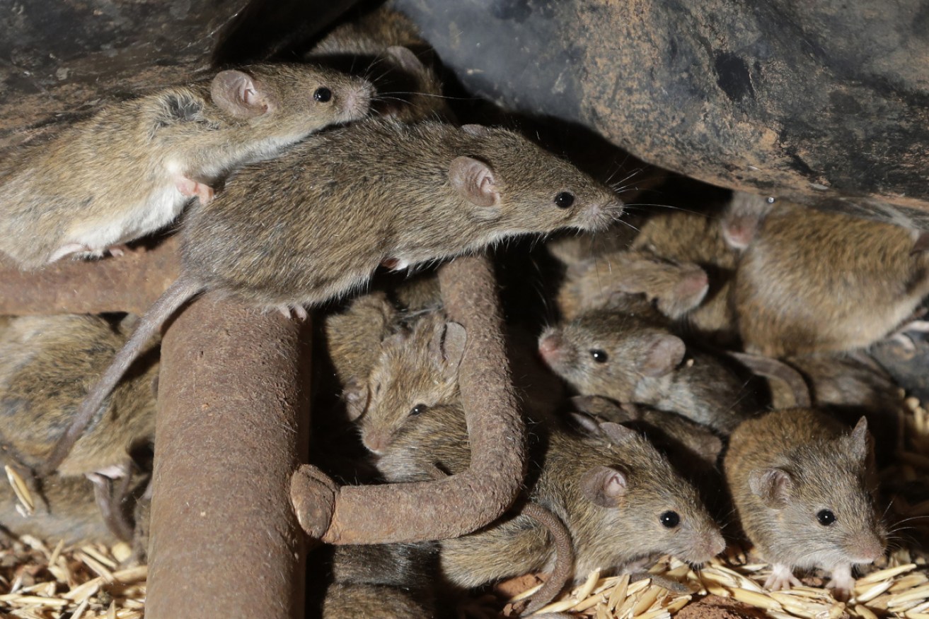 Mice numbers are making a resurgence across Australia, causing concern for farmers and scientists.