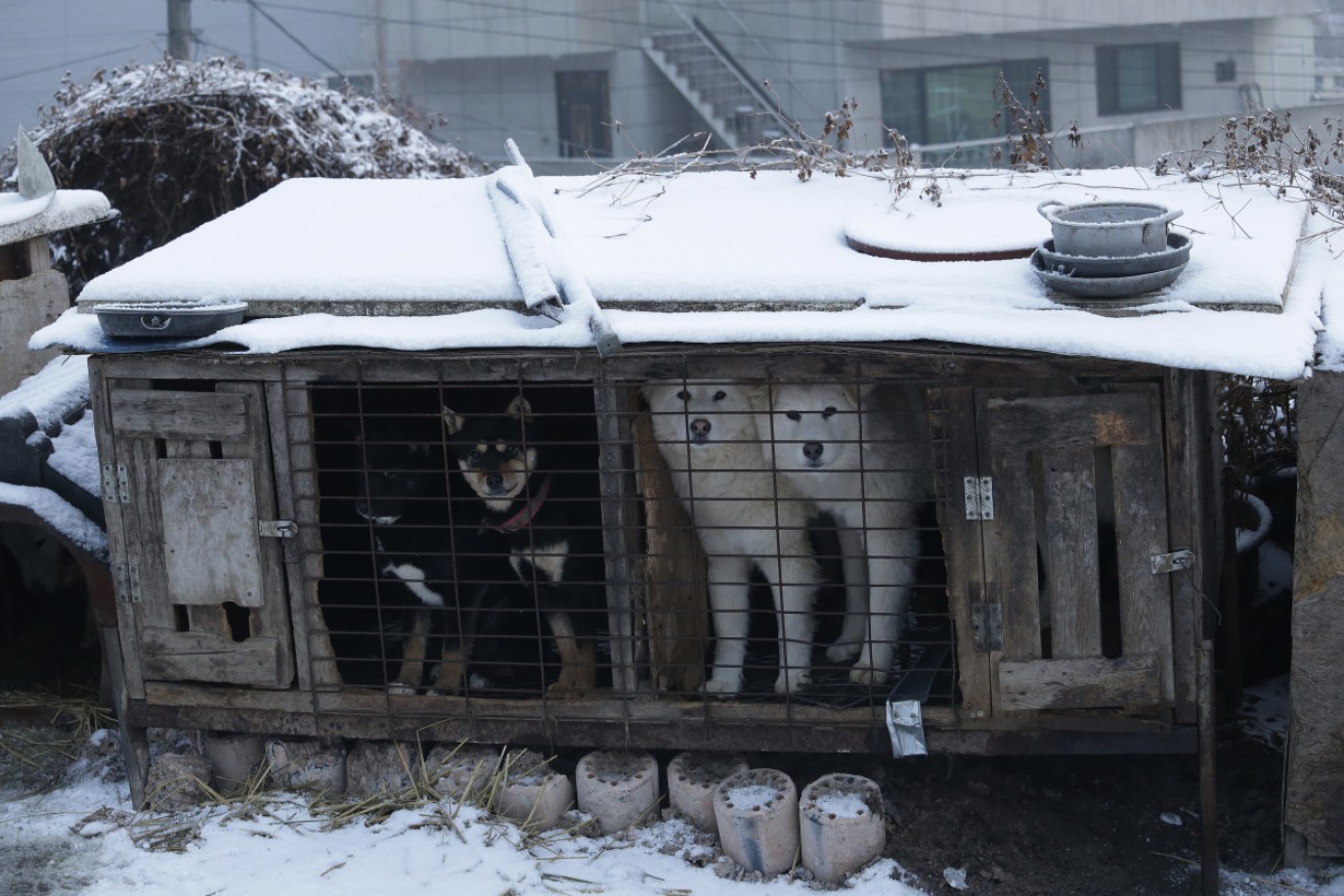 Up to 1.5 million dogs are killed each year for food in South Korea, but the number is decreasing. 
