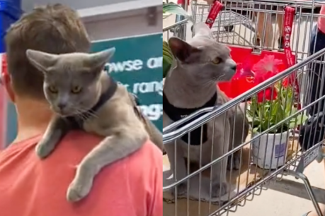 From cats in shopping carts to motivational strangers, here are our videos of the week