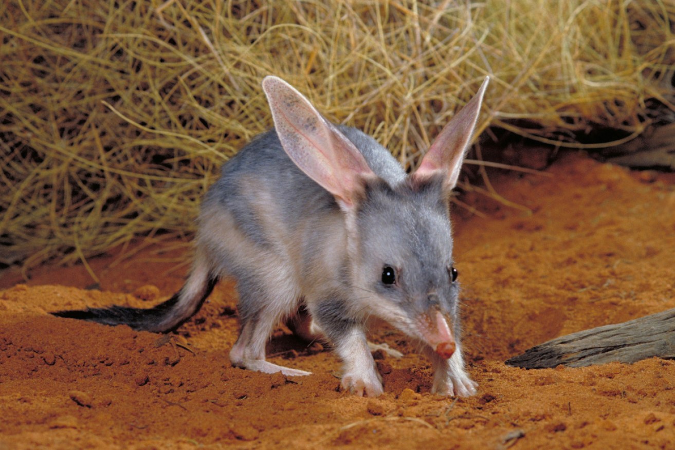 Bilbies in a South Australian reserve have been implanted with a poison which kills predators. 
