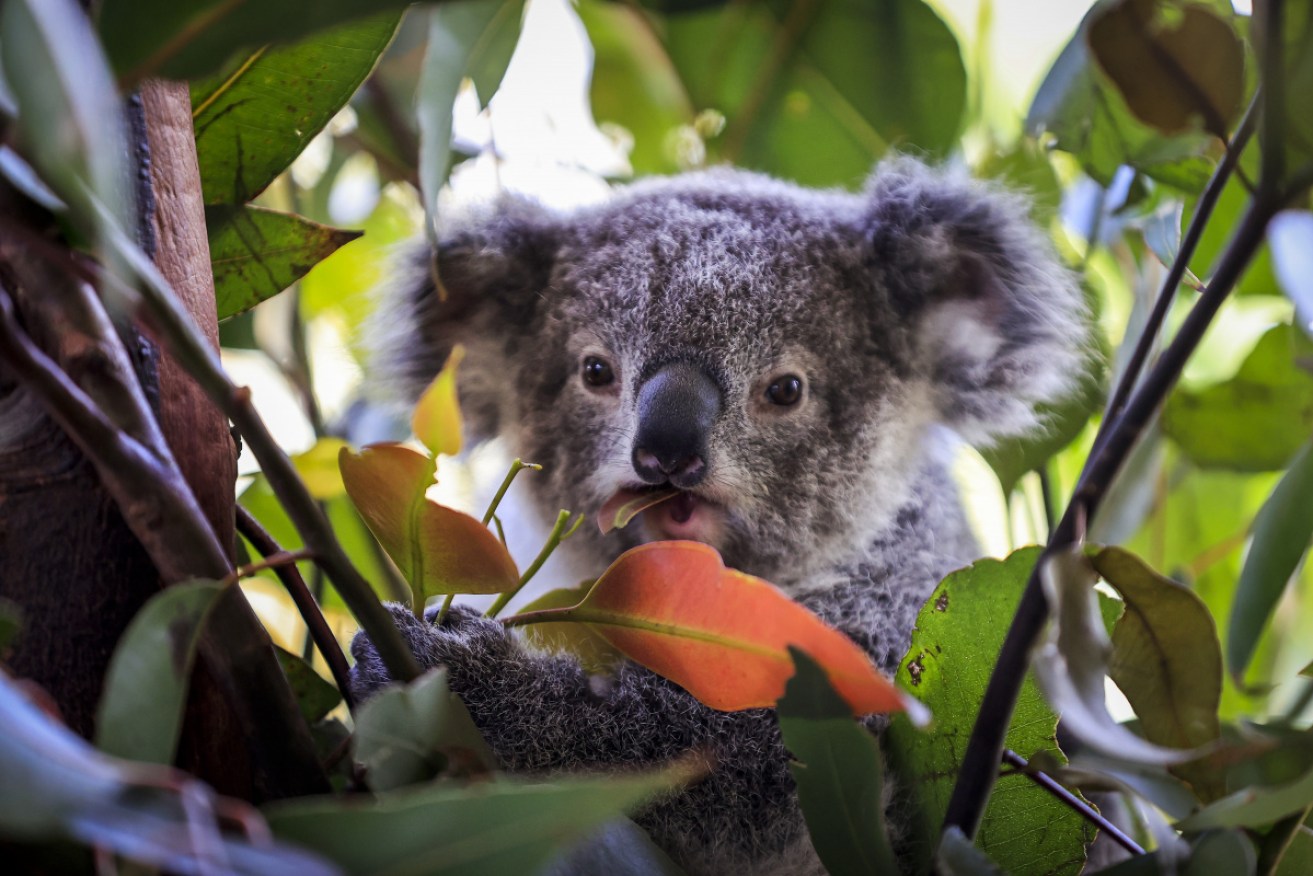 About 2000 animals, plants and ecological communities are listed as threatened in Victoria.