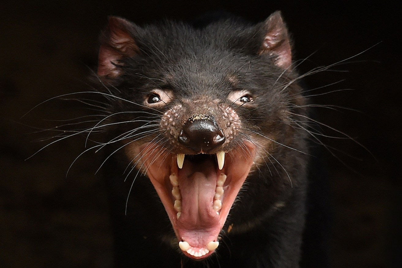 A Tasmanian devil's whiskers can hold chemical clues to what they ate months and even seasons ago.