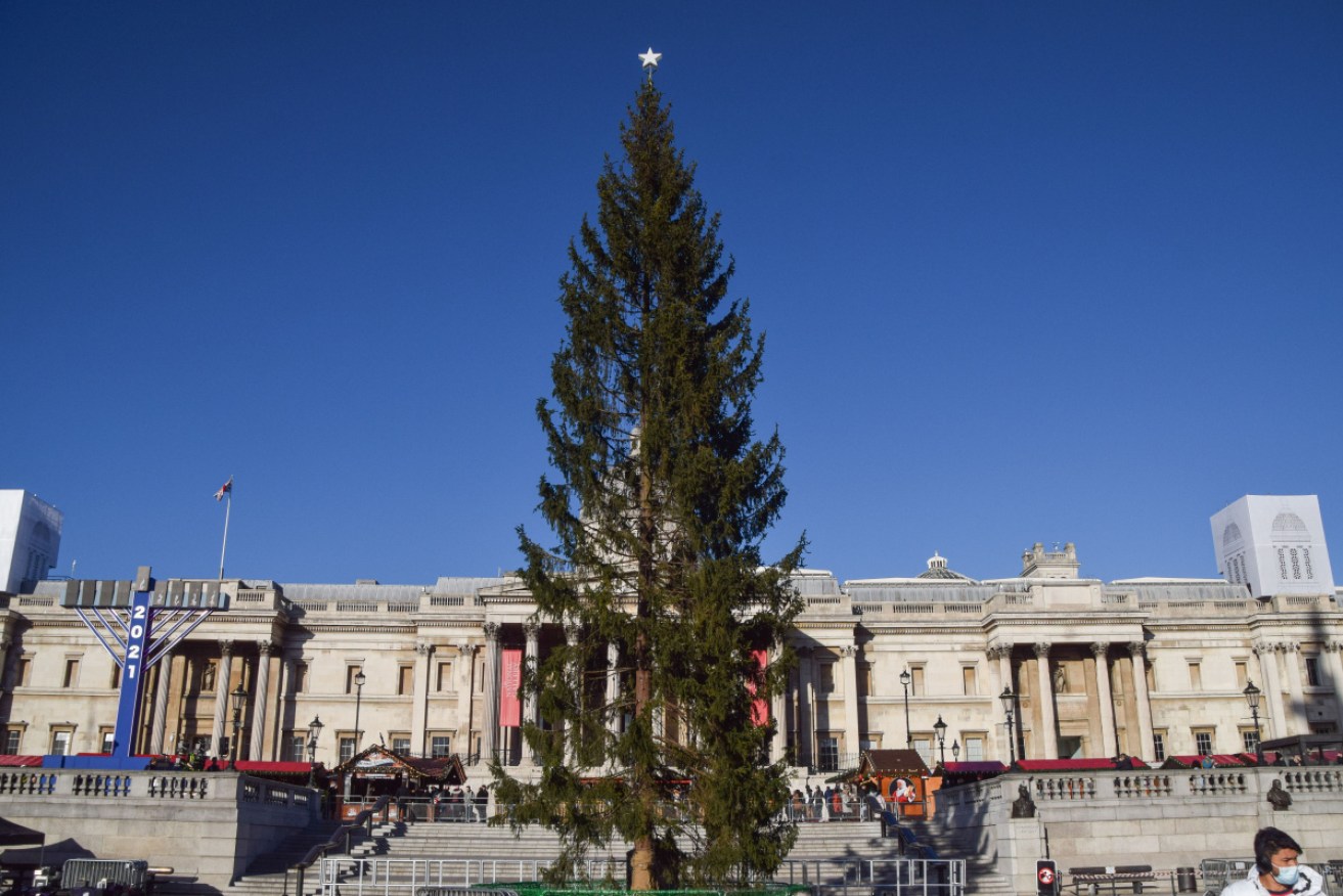 The tree has been installed in Trafalgar Square, with authorities promising lights and decorations will work magic.