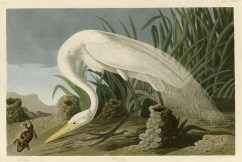 On This Day: <i>The Birds of America</i> sells for $14m