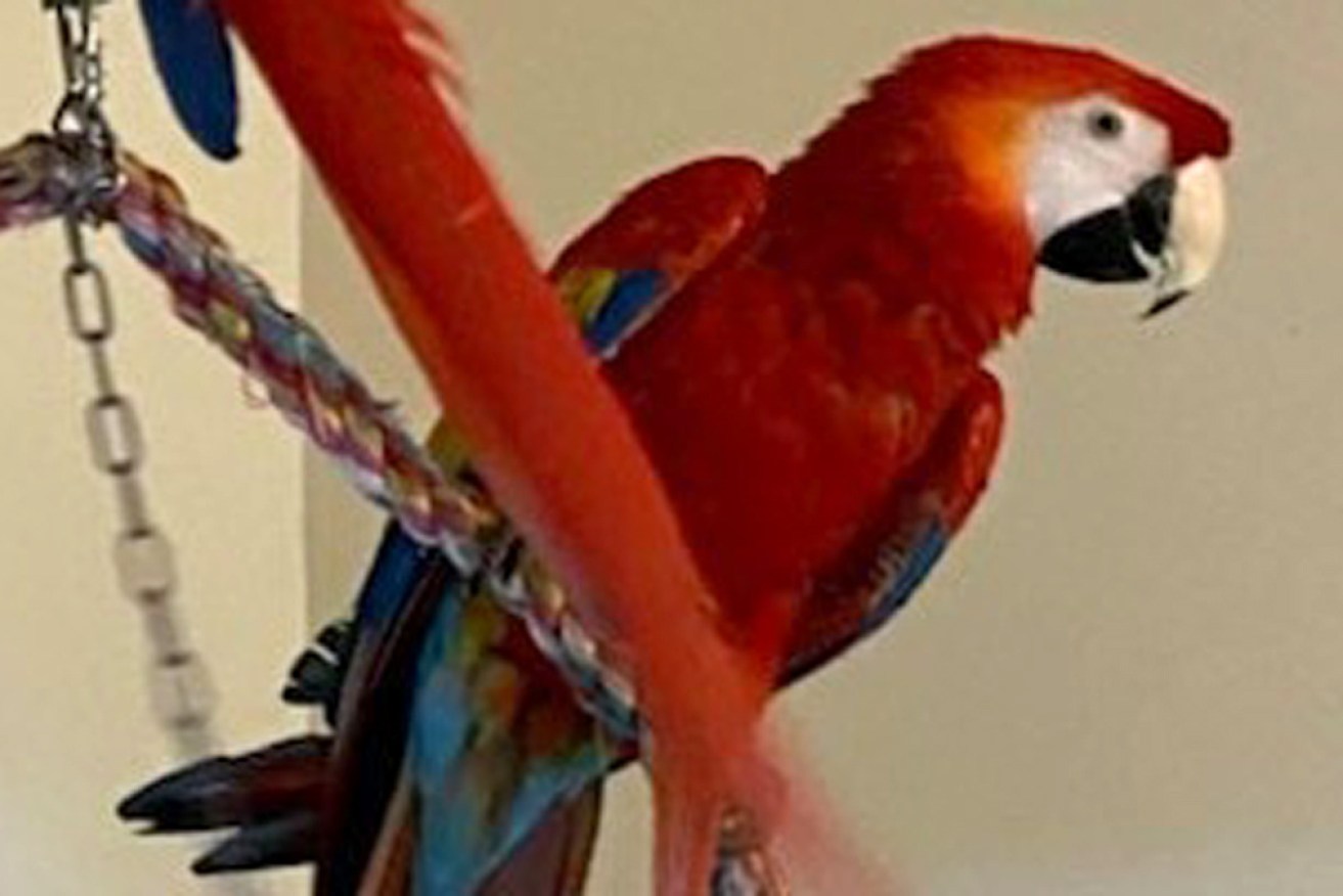 One of the missing birds, who were taken from a home in Melbourne's south-east during November.