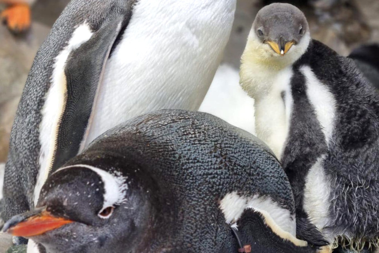 Baby Chips – pictured with his parents, and no uncles – is the only gentoo penguin chick at the aquarium this year.