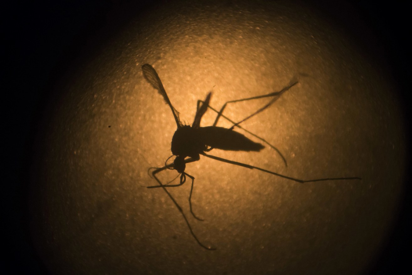 Worse than mere buzzing, biting pests, mosquitoes carrying Murray Valley encephalitis can be a lethal threat. <i>Photo: AP</i>