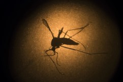 Monster mosquito season on way after big wet 