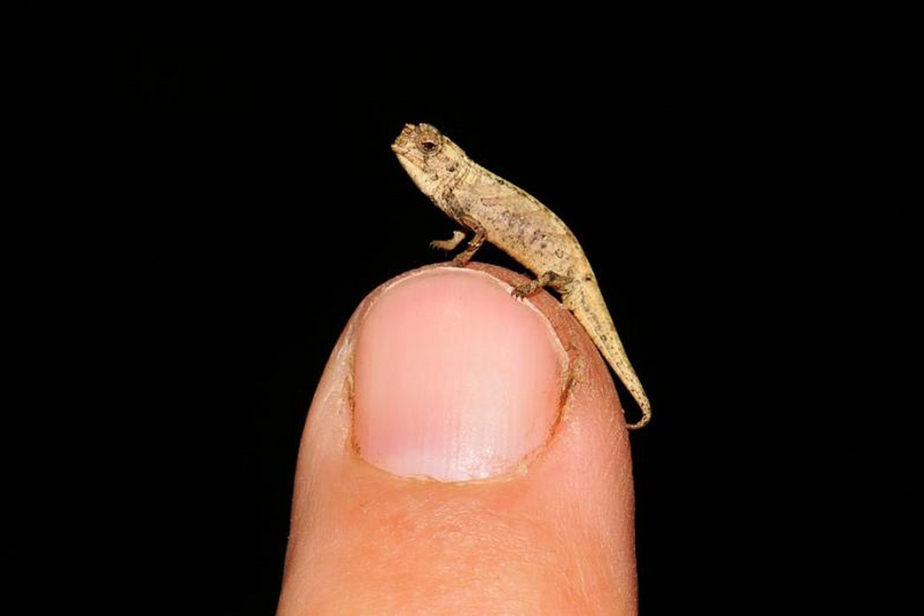 The smallest reptile on Earth was discovered this year in Madagascar.