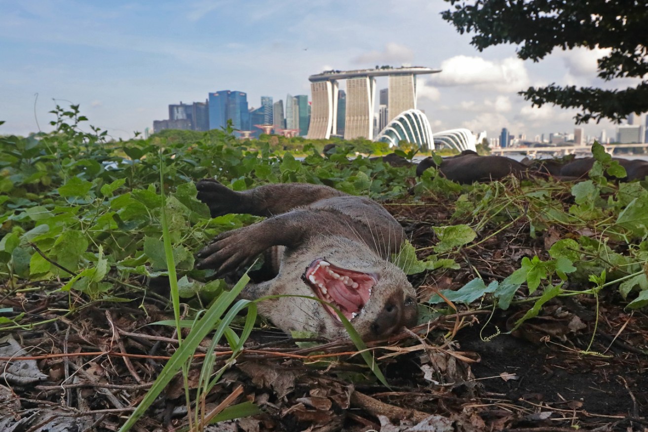 Graham Spencer says he had about 20 wounds after being attacked by Singapore's wild otters.