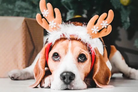 Christmas can be hazardous for pets – here’s what to look out for