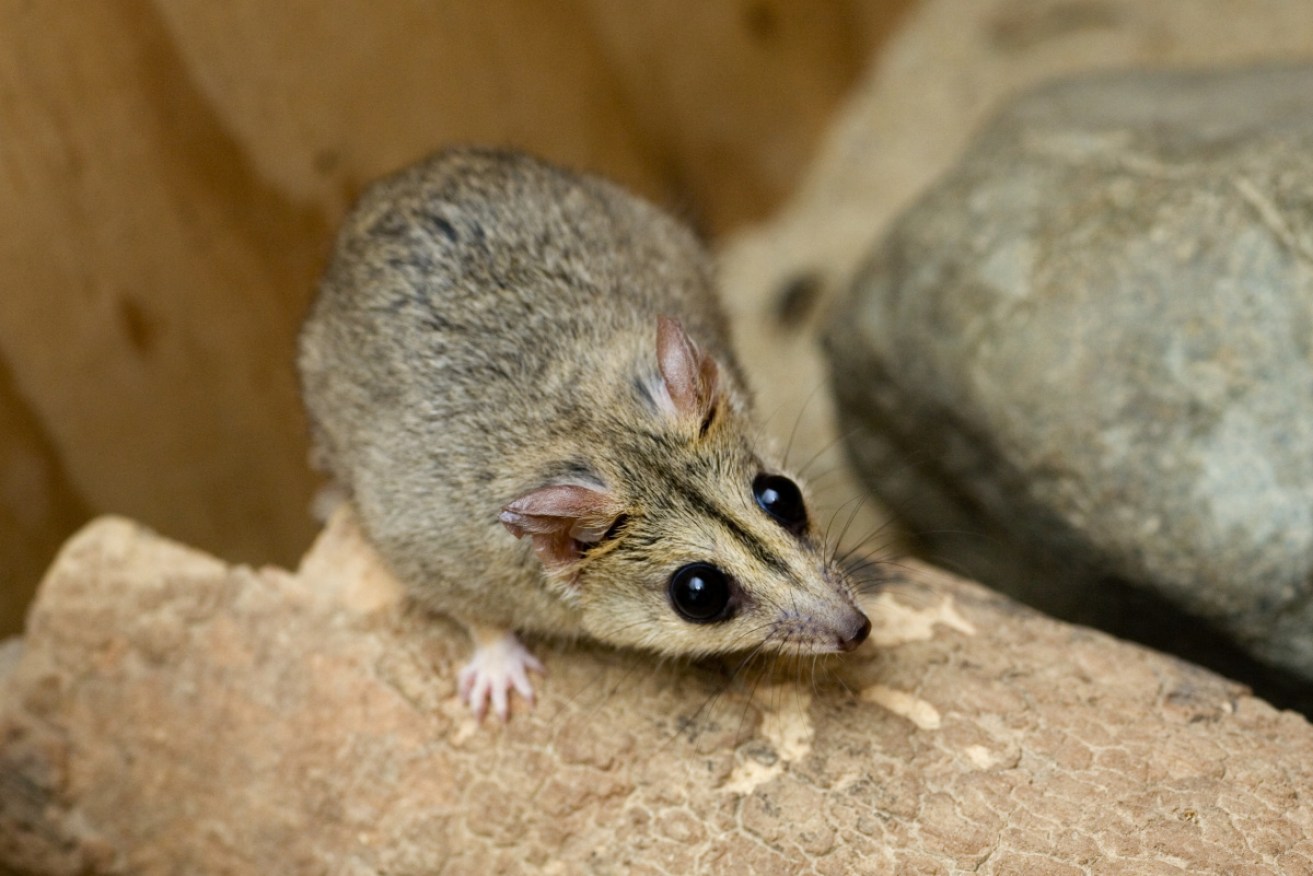 Environmental groups say the uranium project would encroach on a nearby dunnart population. 
