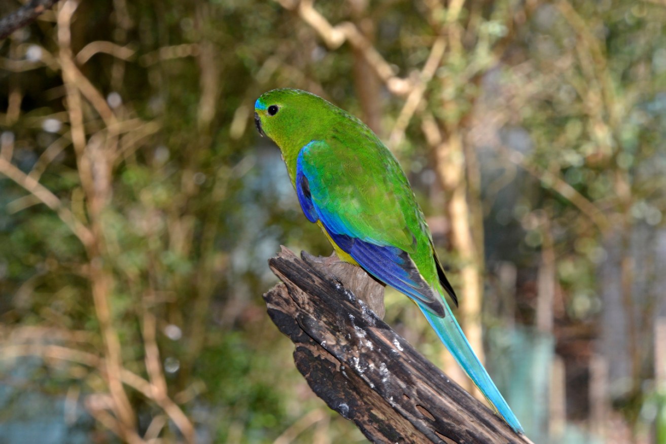 The orange-bellied parrot is among the 53 species included on the album of birds on the brink of extinction.