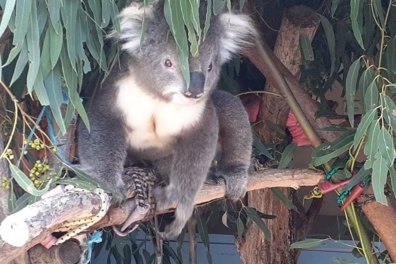 At least 70 koalas were taken into care by wildlife officers. Many have since been re-released.