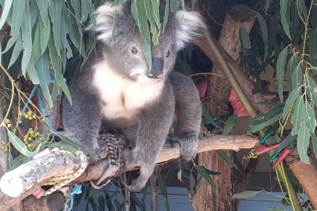 ‘Koala massacre’: Animal cruelty charges laid