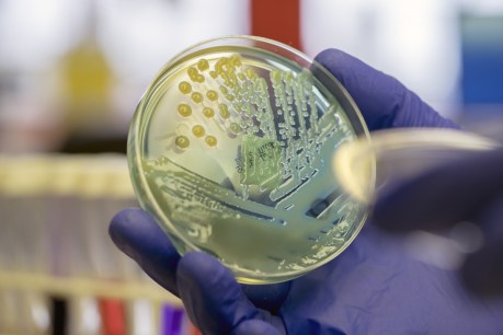 New class of antibiotics could kill superbugs