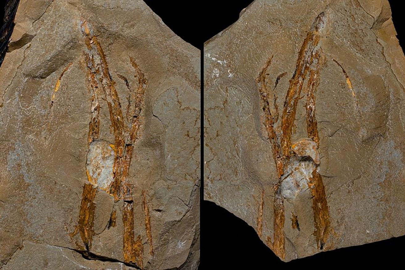 A fossil of a plant that lived 400 million years ago was found on the side of a road in Victoria.