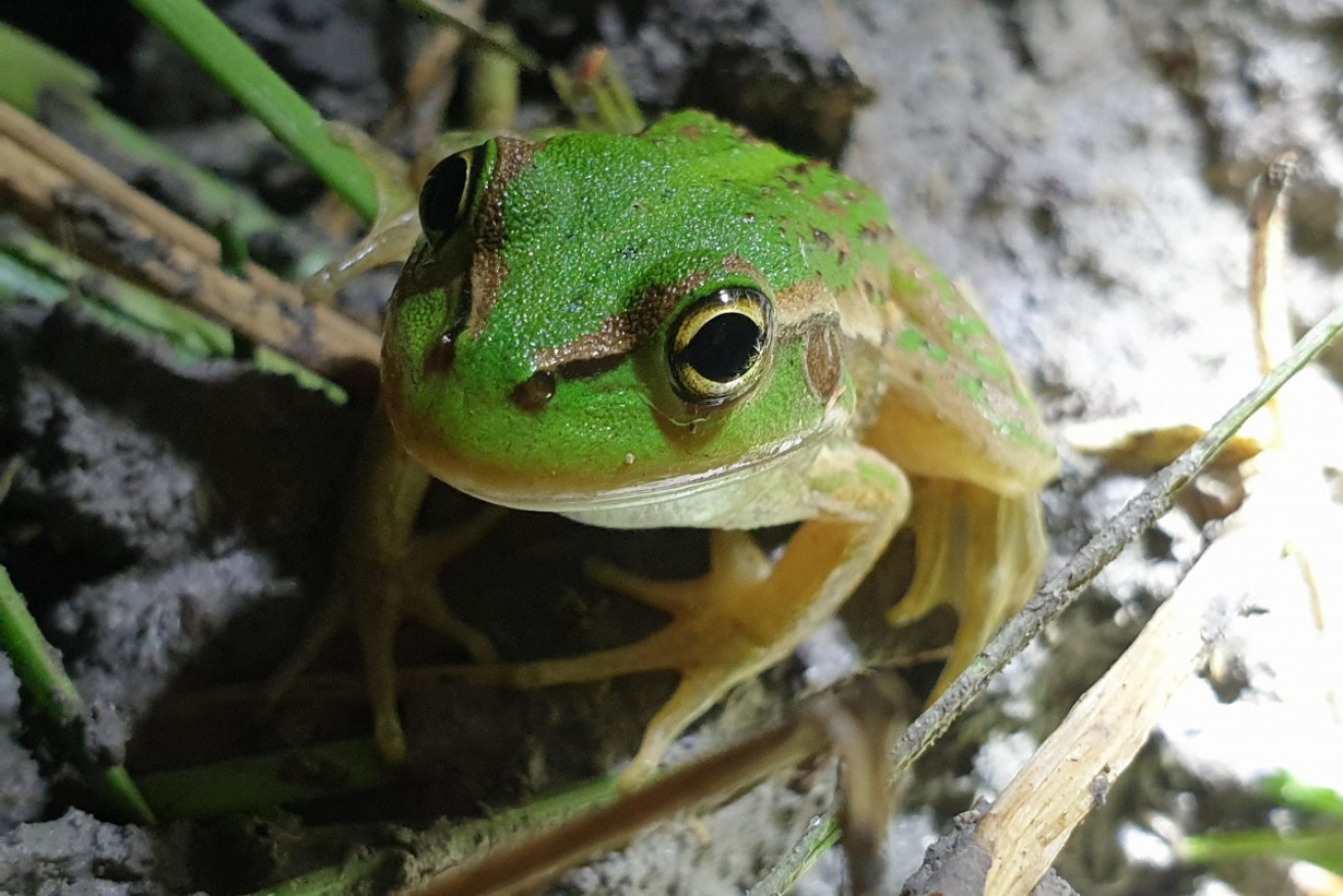 The Sound of Water website features a number of animal calls, including the southern bell frog.