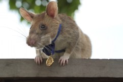 Landmine-sniffing hero rat dies aged eight