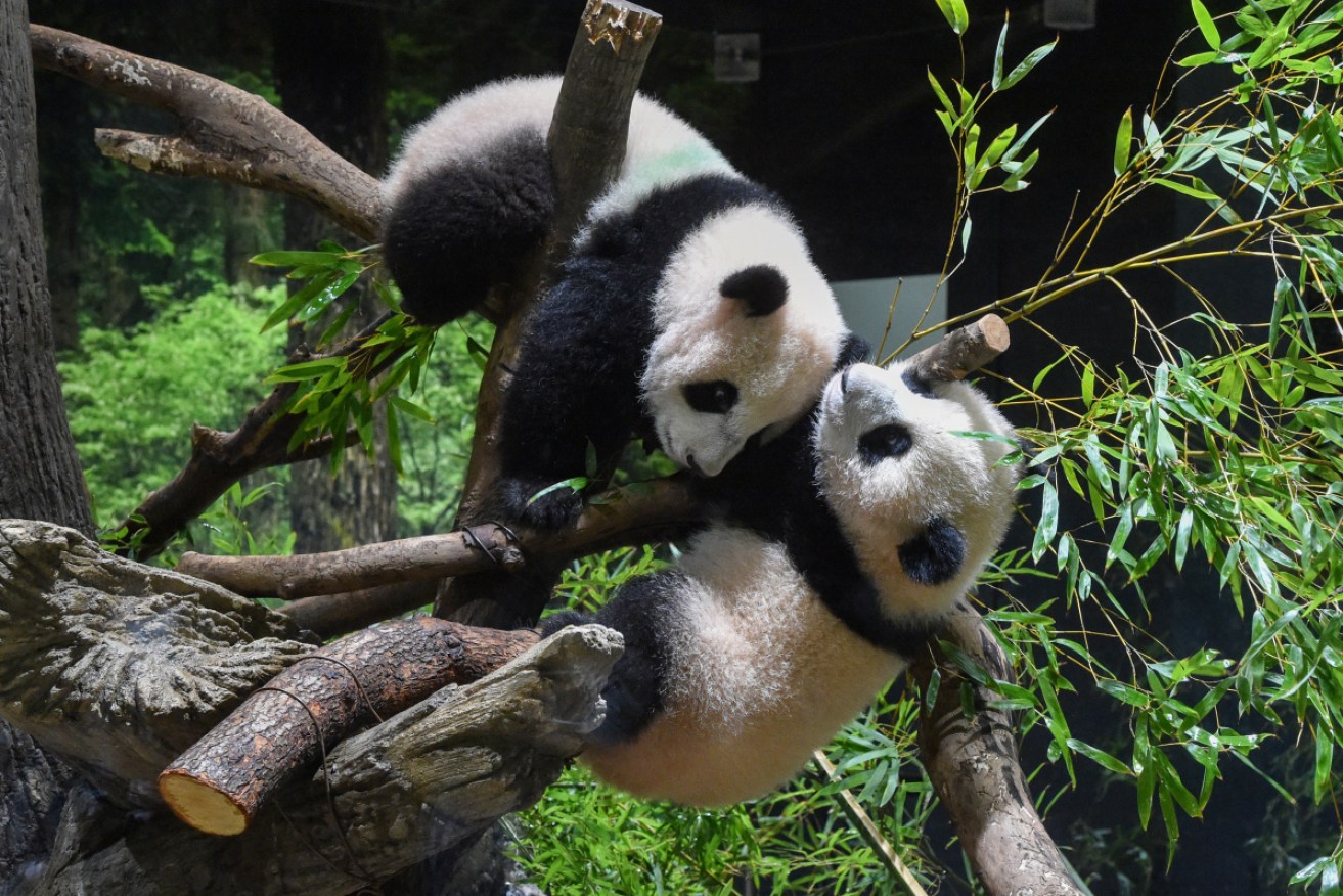 Twin panda cubs have made their first public appearance before devoted fans.