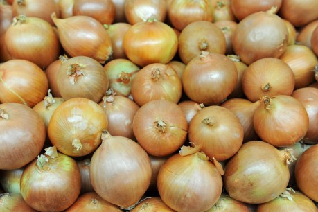 All-natural ‘tearless’ onions to go on sale in the UK