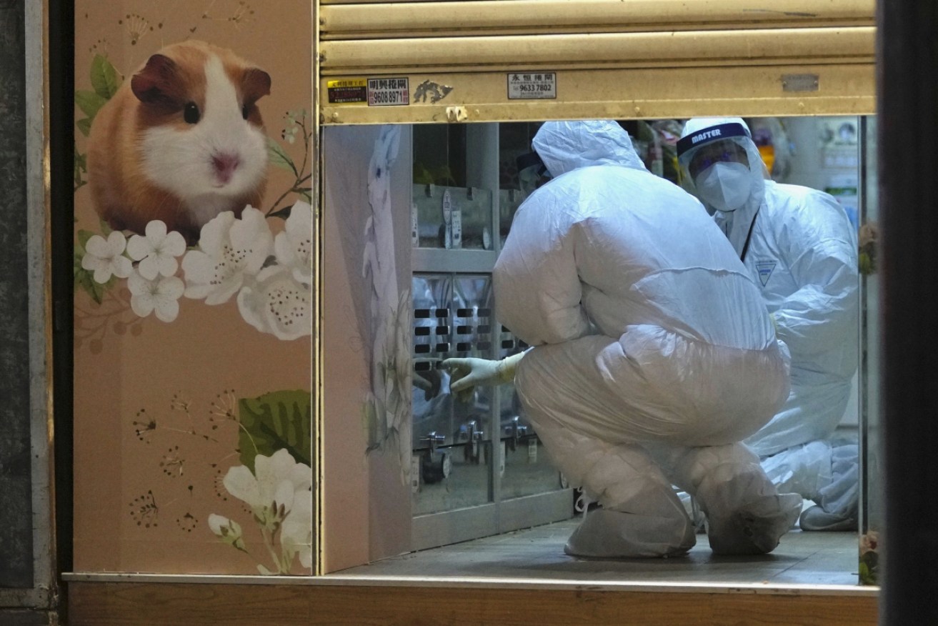 Hong Kong authorities in the closed Little Boss pet shop after the discovery.