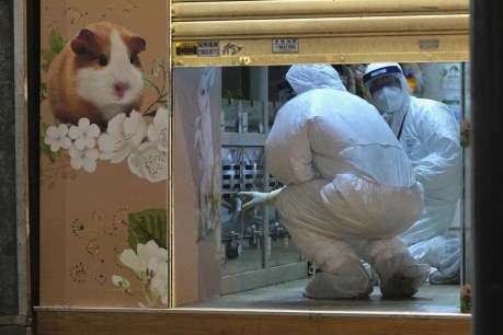 Death sentence for HK hamsters outbreak