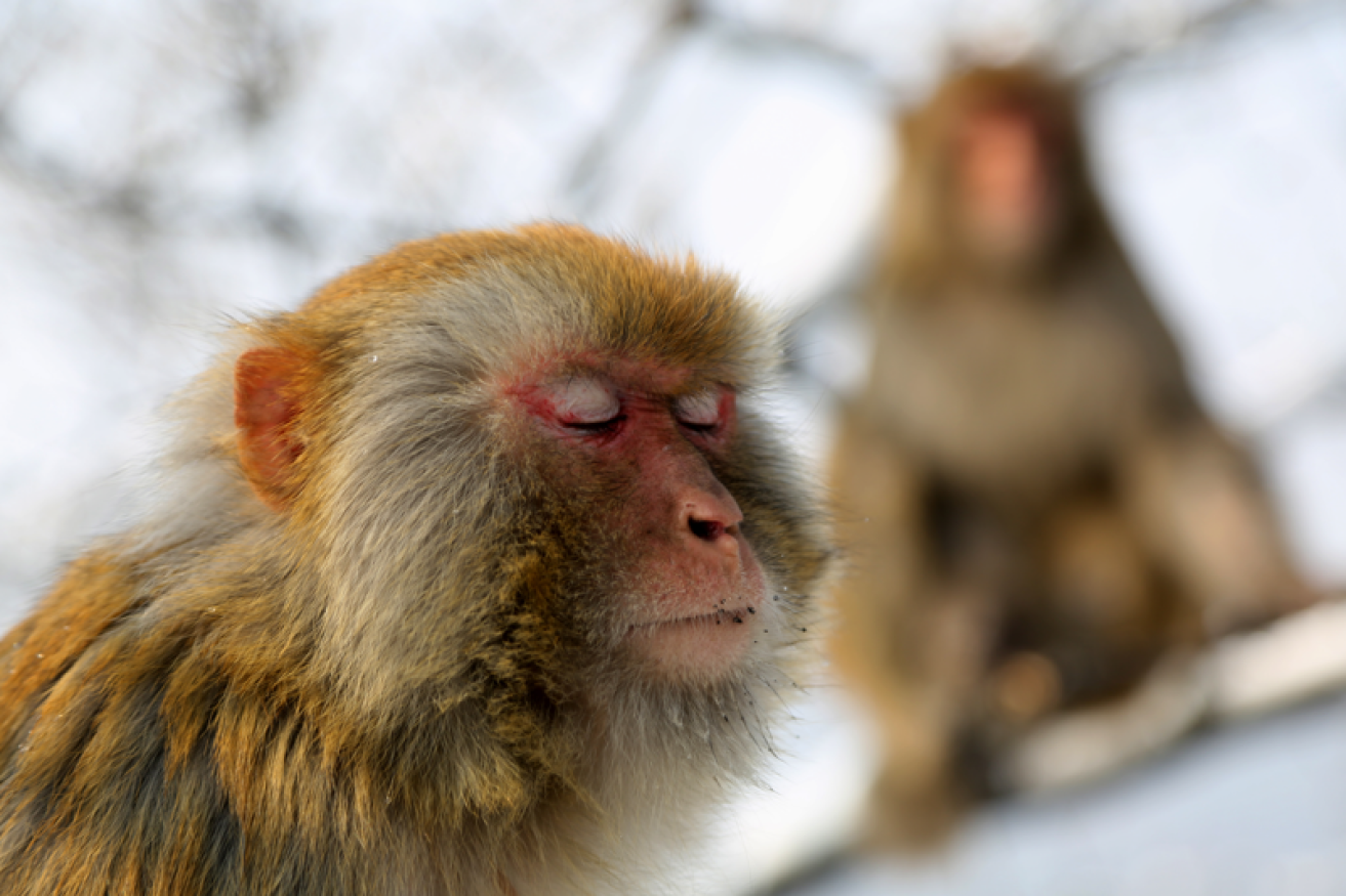 Macaque monkeys, like this little chap, are widely used as laboratory research animals.<i>Photo: Getty</i>