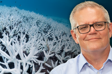 Cindy Wockner: With an election looming, Morrison &#038; Co suddenly discover the Reef is in trouble