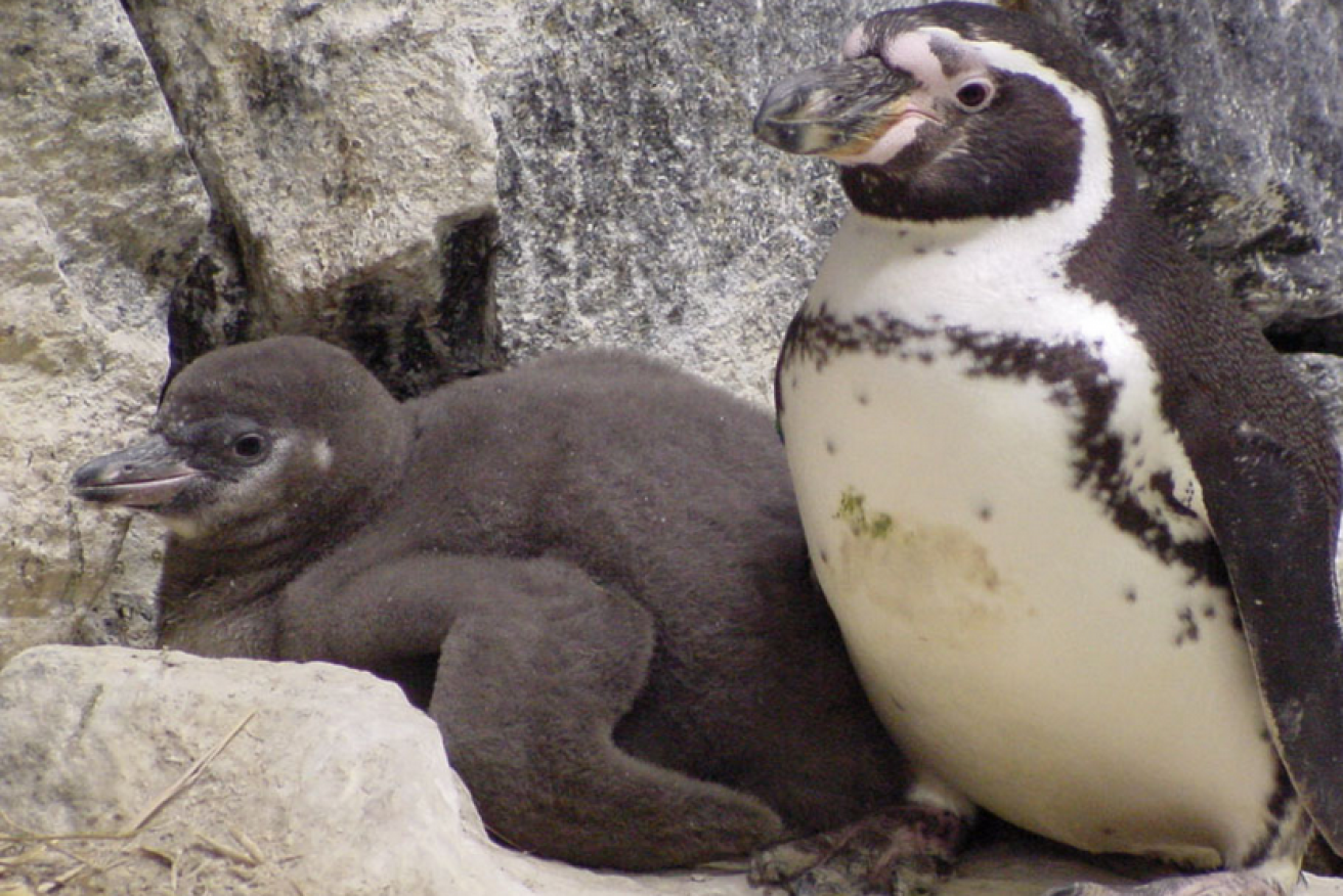 The zoo's gender-fluid penguins are proving to be excellent parents, just like this wild bird and his chick.