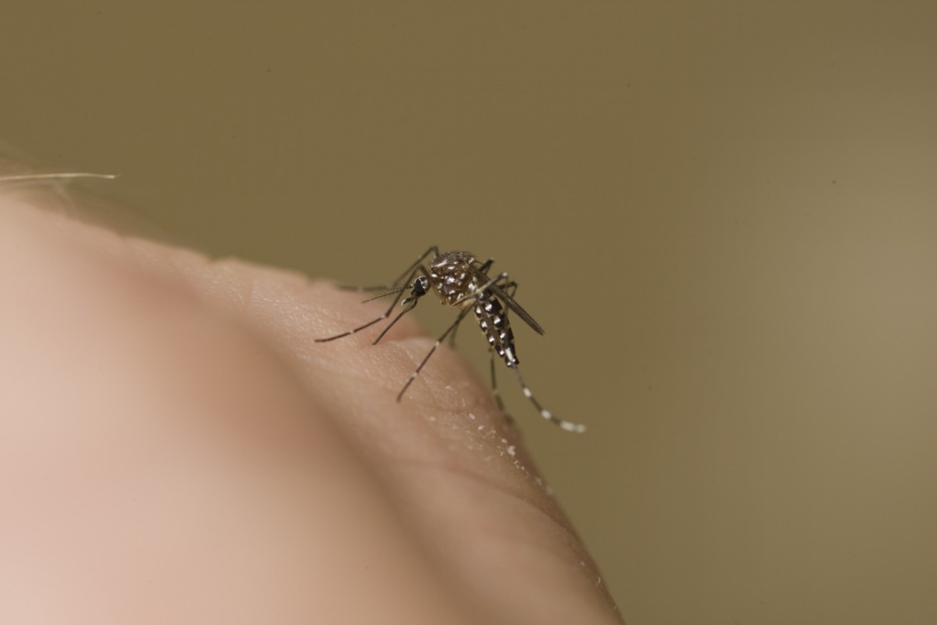 Japanese encephalitis spreads through mosquito bites and can't be transmitted person-to-person.