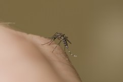 Humidity to bring monster month of mozzies