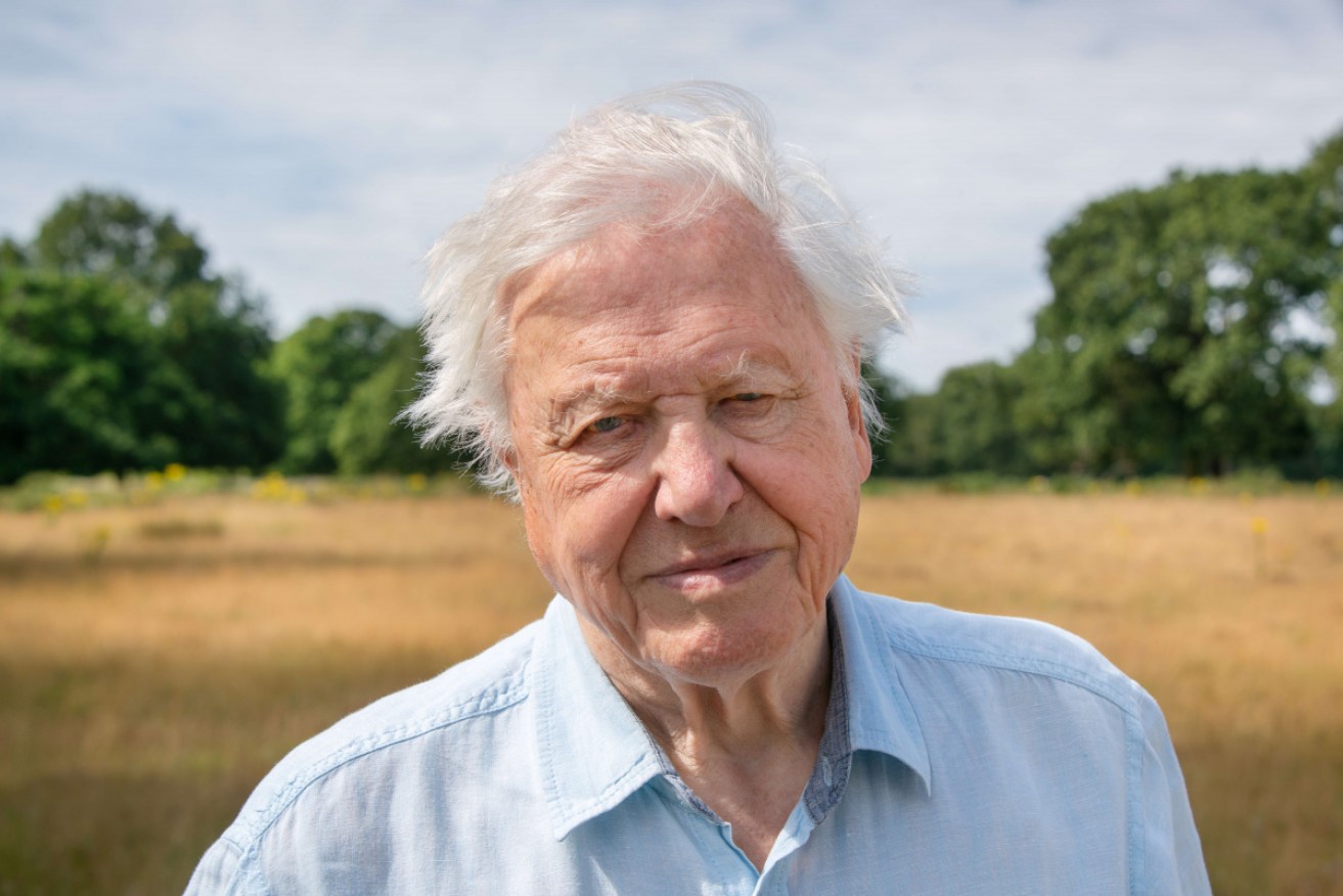 Sir David Attenborough, 95, was nominated for a Nobel prize for his efforts to support natural diversity.