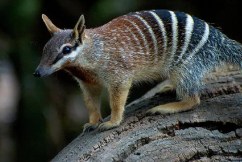 How the numbat can help resurrect thylacine