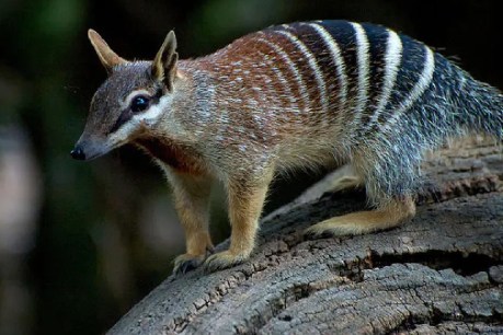 We’ve decoded the numbat genome, and it could bring the thylacine’s resurrection a step closer