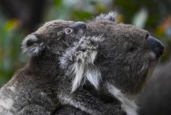 Koalas to be listed as endangered