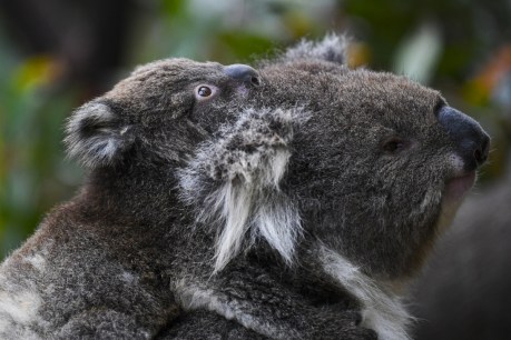 Koalas in NSW, Qld and ACT to be listed as endangered